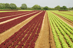 Crops